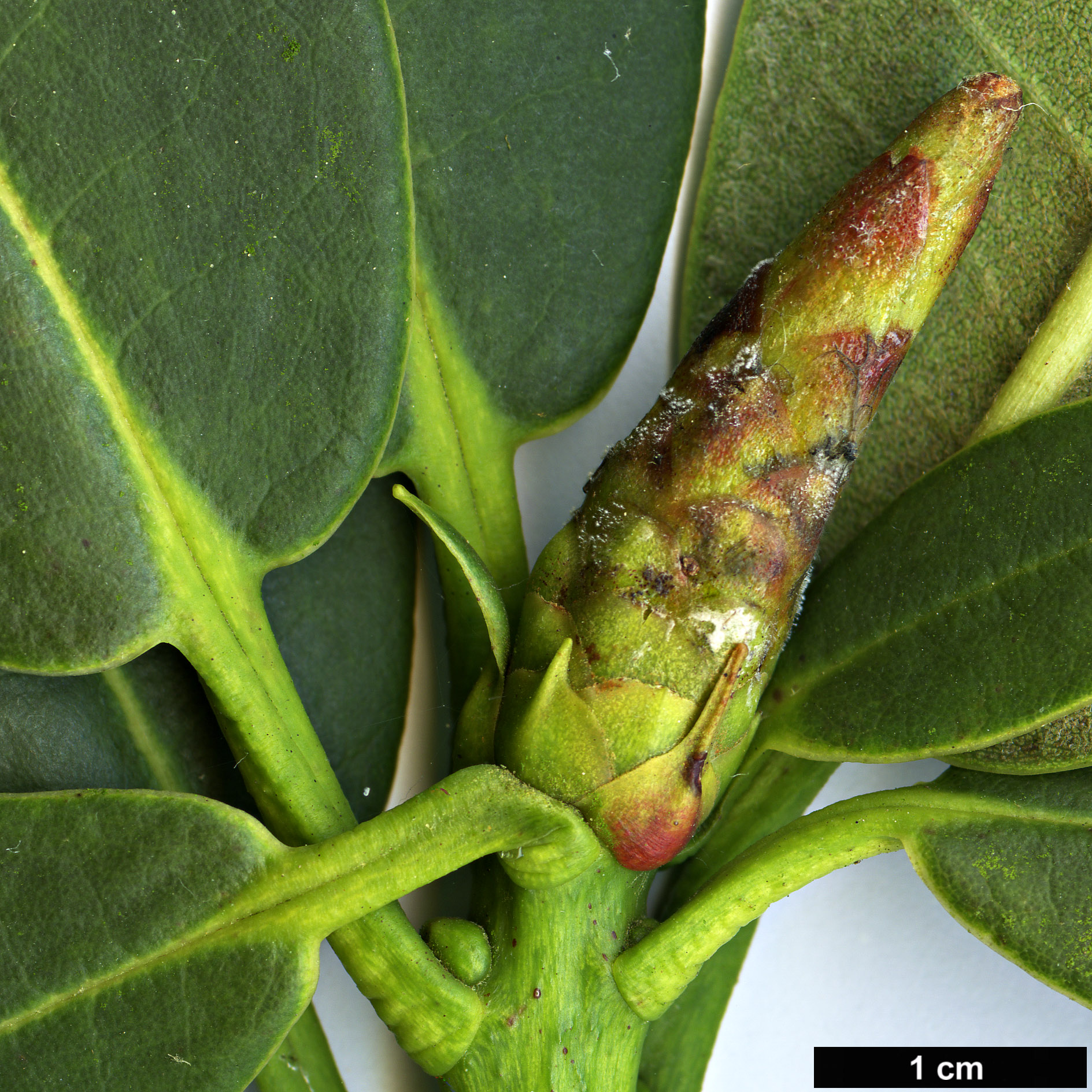 High resolution image: Family: Ericaceae - Genus: Rhododendron - Taxon: pennivenium - SpeciesSub: 'Eckford'